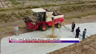 MOTI I THATË KËRCËNON MBJELLJEN E GRURIT