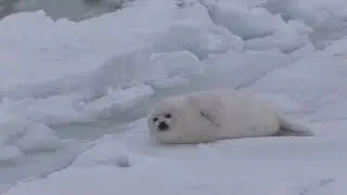 Baby harp seal waiting for its mommy./ママを待つ赤ちゃんアザラシ