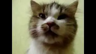 Кошка смешно чихает