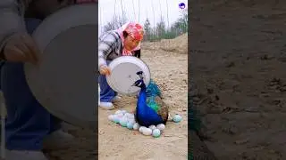 peacock feather background video #peacock #shorts #song #bollywood #hindisong #lovesong