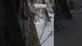 Страйкбол 