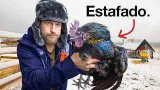 Nos ESTAFARON en los huevos para incubar de eBay