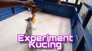 Experiment Kucing