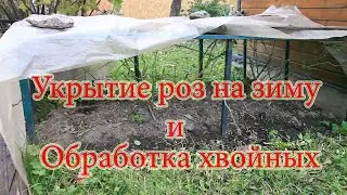 Укрытие роз на зиму, обработка хвойных. Конец сезона
