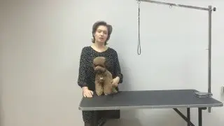 Частный грумер! История успеха