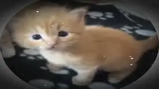 Его зовут Башмак