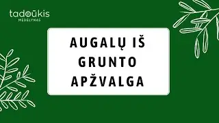 Augalų iš grunto apžvalga. Ką gausite užsisakę augalą iš www.tadoukis.lt?