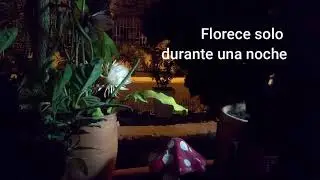 Flor del baile