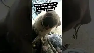 Частенько такое 😂😂#шифа  #собаки #pug #мопсы #мопс
