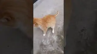 Cat and Kitten Playtime