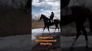 Бариш #скачки #лошади
