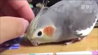 Smart animals - Most Intelligent Animals