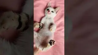 Little Cat Playing #cat #fyp #japanese