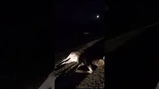 Благовещенское районное отделение РБ. Трасса Уфа - Янаул. Сбит лось.