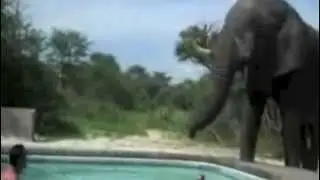 BIGGEST ELEPHANT IN MY GARDEN