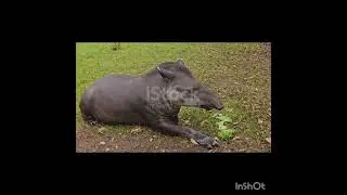 Необычные животные😚