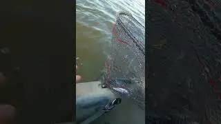 Fish hunter