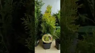Туя Смарагд и Брабант в р9  