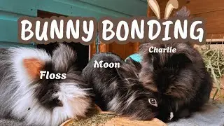 Bonding 3 Rabbits In A Week || Vlog!