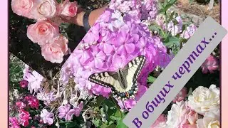 🌹🌹🌹