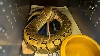 🟠 Ball Python (BP) / Memberi Makan