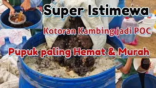 EASY WAY TO MAKE LIQUID ORGANIC FERTILIZER (POC) FROM GOAT DUNG. WAIT 30 DAYS FOR MAXIMUM RESULTS.