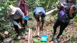 Makan Ulat Kelatang#kelatang#anticancerfood #ulat