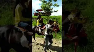 kuda oh kuda, kudaku yang ku rindu
