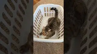 a wild basket cat