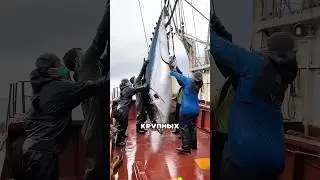 Why is whole tuna so expensive? 