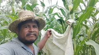 😂esto te paresera muy tonto pero salva tu cosecha de elotes y sandias🍉🌽