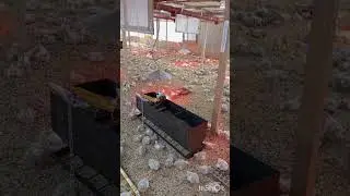 Откорм Бройлер Индюк Автопоение Автокормление  Группа в ВК #птицеводство #бройлер #индюки