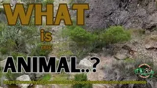What is this animal..?