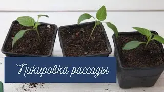 Пикировка рассады, все тонкости.