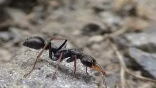 Jack Jumper Ant Nice Close Up Footage