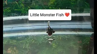See How Big a little Monster Fish Can Grow~ Stay Tuned!