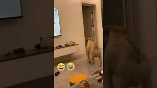 Шол,шол  и пропал 