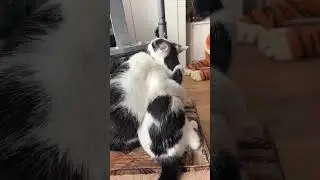 Фифа и её сынок Пятнышко #помощьбездомнымживотным