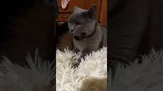 Ему надо тесто месить(мой кот)