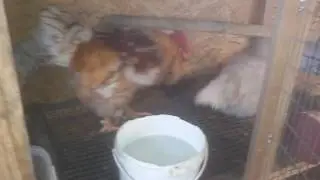 Keeping chickens in cages. How to properly equip a cage