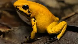 Facts about the Golden Poison Frog