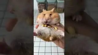 Why did you put all that in your mouth? ￼