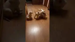 лабрадорчики мучают маму