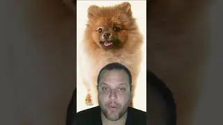 mistura de PASTOR ALEMÃO COM LULU DA POMERÂNIA