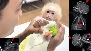 Baby monkey Lulu and the discovery of very serious internal injuries, Tam tells the story