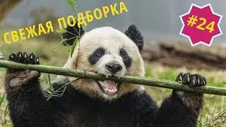 Приколы про животных. Смешное видео про котов, собак и не только. Выпуск 24