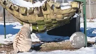 Kyro would be a dentist in another life  Who agrees #animal #tiger #trending #tiktok #video #shorts