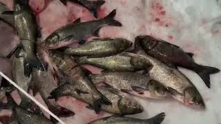 Ловим толстолоба запуск с пятницы на субботу в количестве 8 тонн цена 3 т безлимит