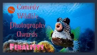 Funny - Comedy Wildlife Photography Awards 2021 (finalists)