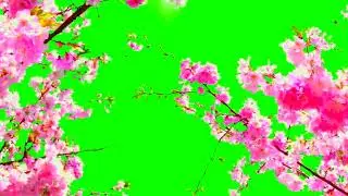 moving flower green screen video new